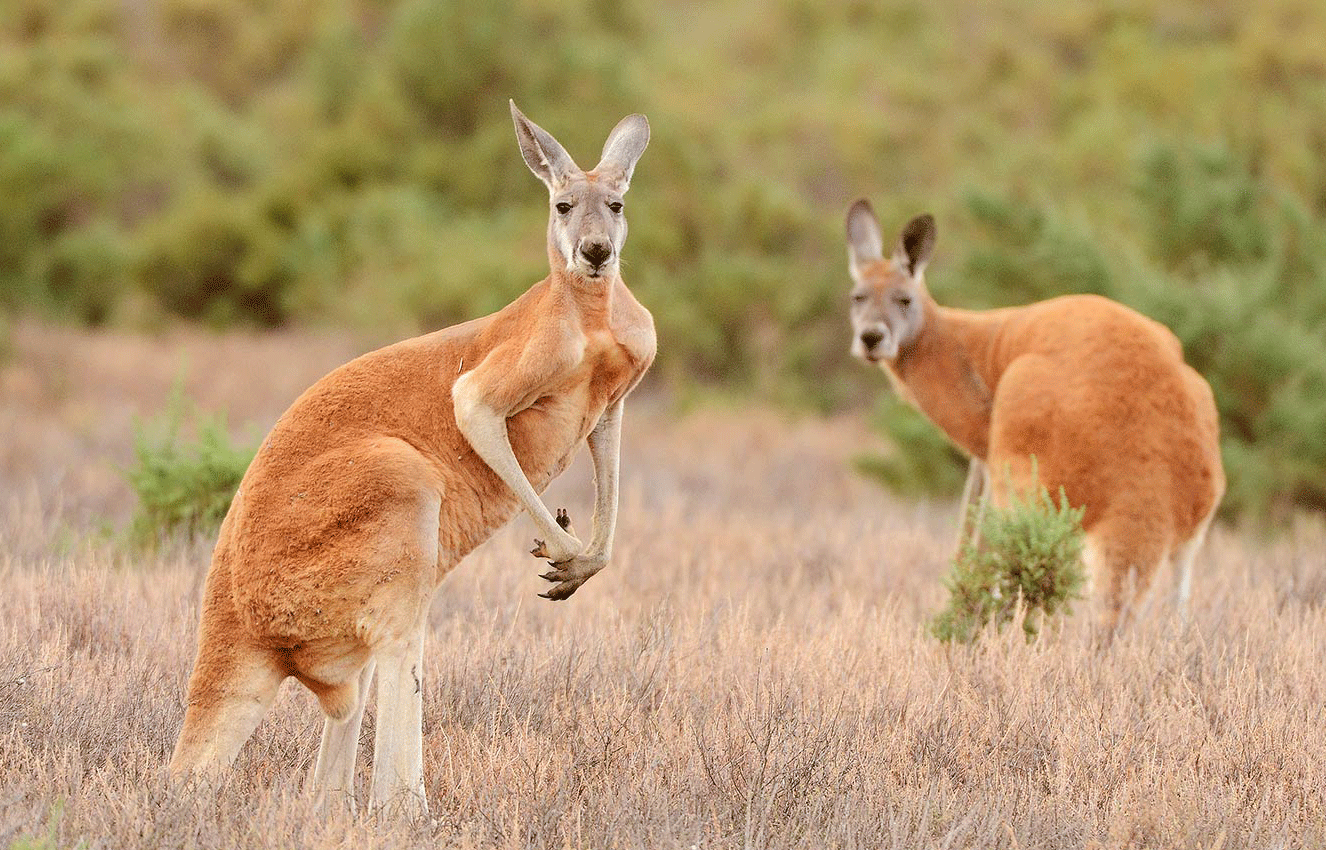 Basic Facts About Kangaroos - Animals Kids