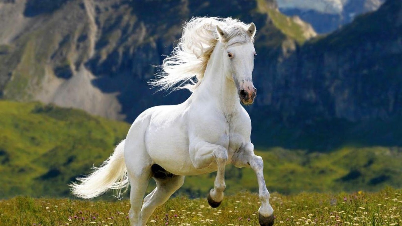 Cavalos Brancos | White Horse