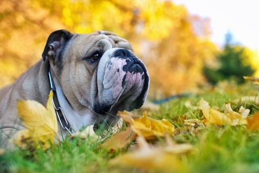 Jak zadbać o psa jesienią?
