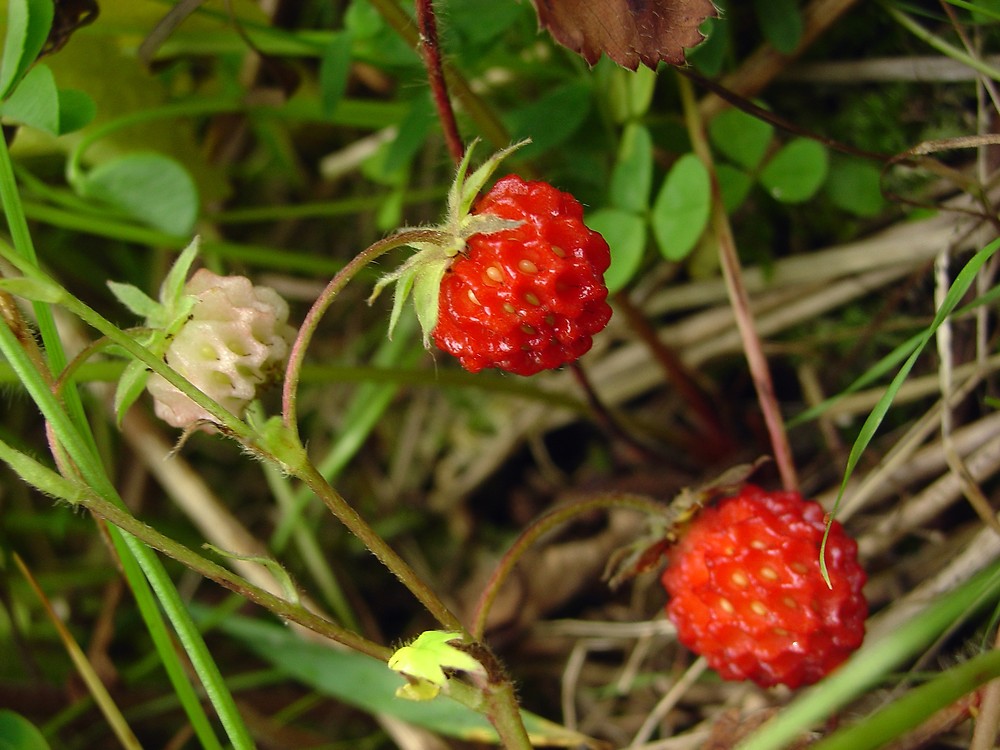 Native American Strawberry By Coy Domecq Albemarle Tradewinds