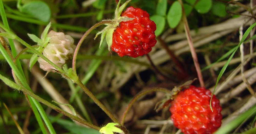 Native American Strawberry By Coy Domecq Albemarle Tradewinds