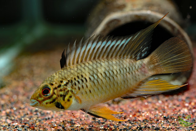 Apistogramma sp. pacman from Rio guaviare