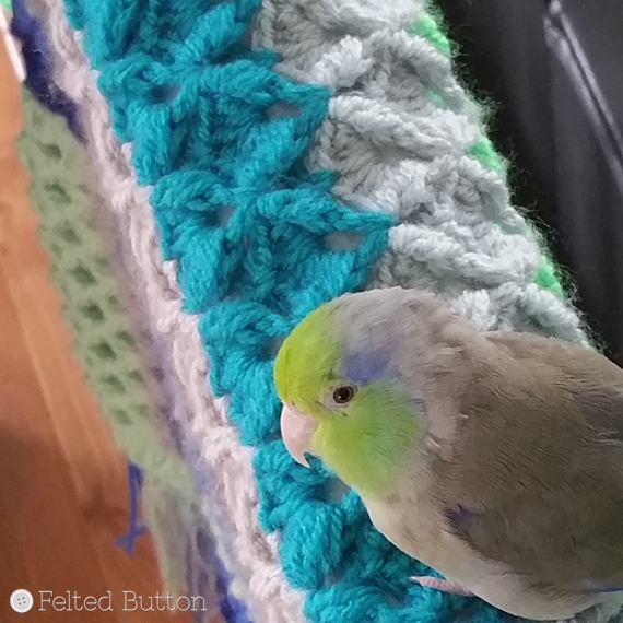 Pacific Parrotlet that inspired the colors of the Parrotlet's Flight Blanket crochet pattern by Susan Carlson of Felted Button