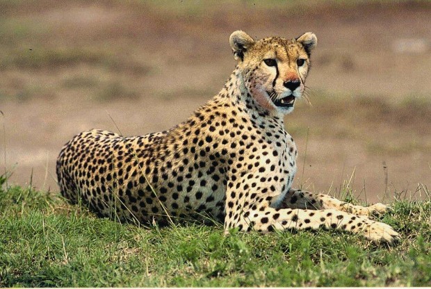interesting facts about cheetahs
