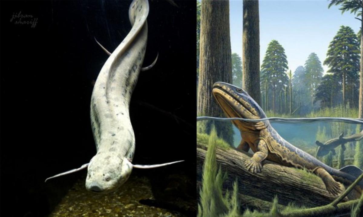 Вымершее пресмыкающееся 9. Пандерихтис. Рыба Panderichthys rhombolepis. Девонский период. Эволюция рыбообразных. Laccognathus.