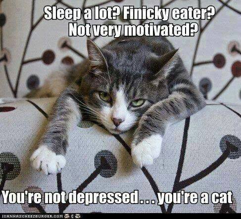 That's Psych!: Cats and Depression