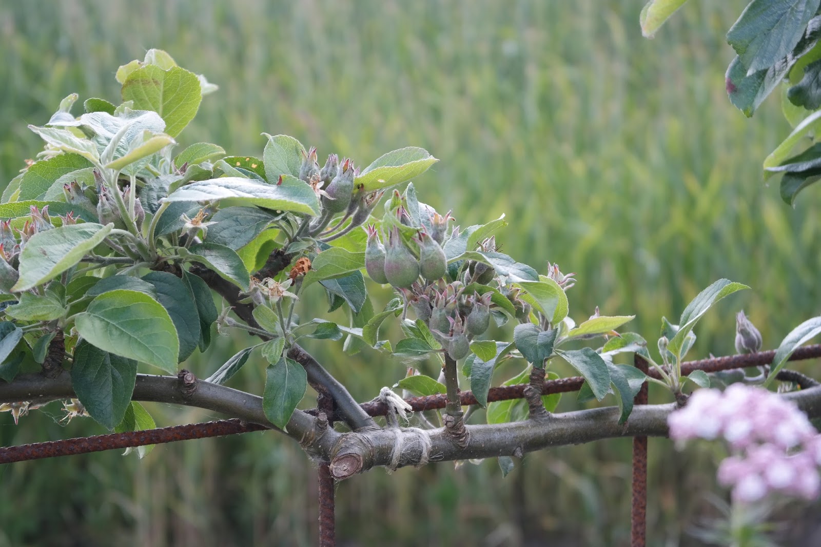 Havehjernen: Ãble espalier dos and don'ts