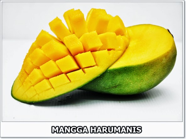 gambar mangga harumanis