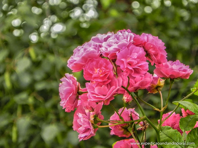 Flores em Puerto Varas