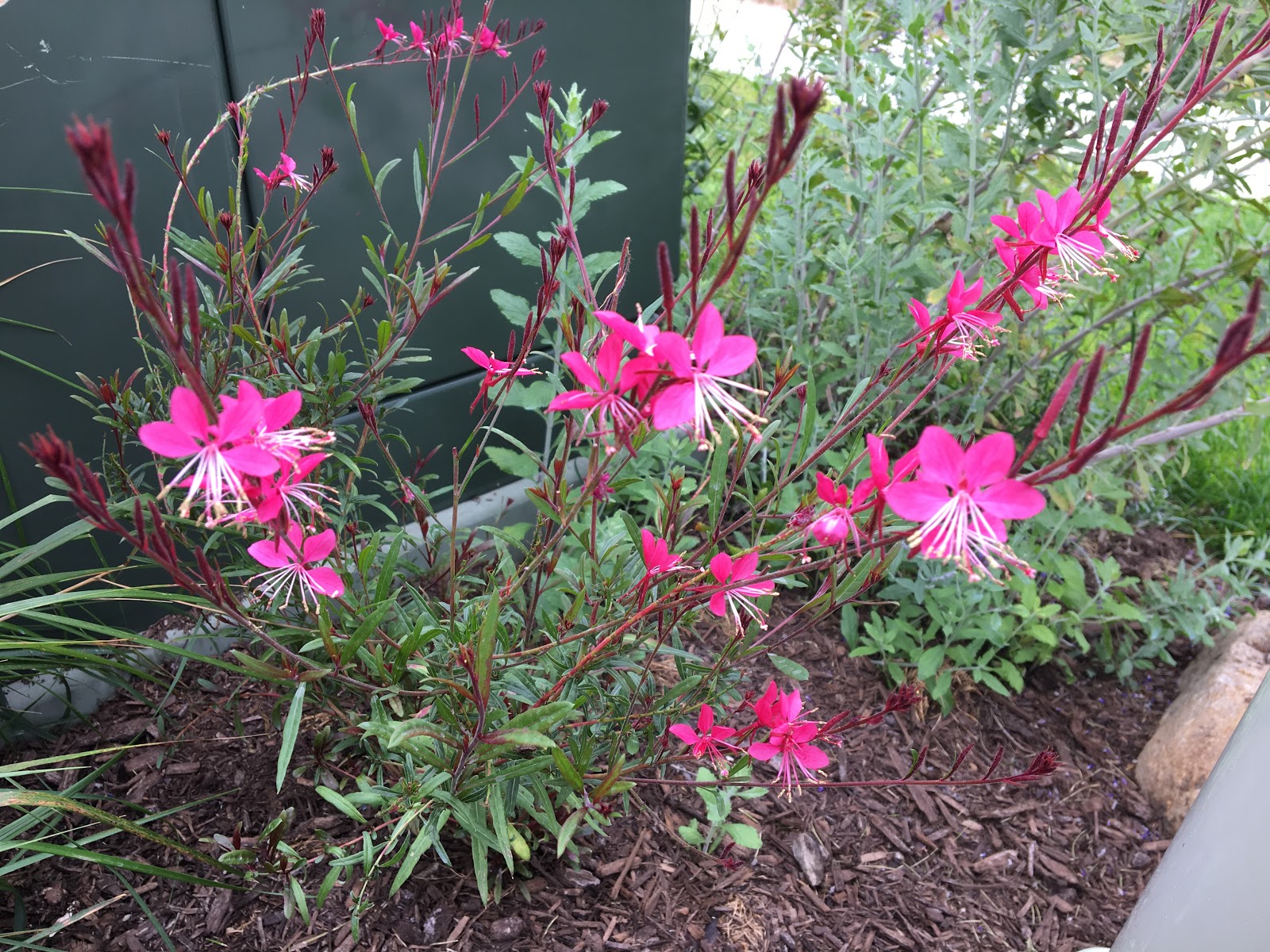 Fall Favorites Gaura lindheimeri and Aster novaeangliae 'Purple Dome