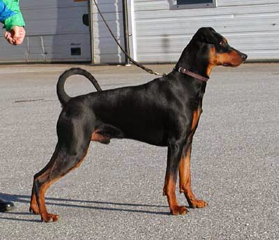 Todo Sobre Perros: El Pinscher Alemán