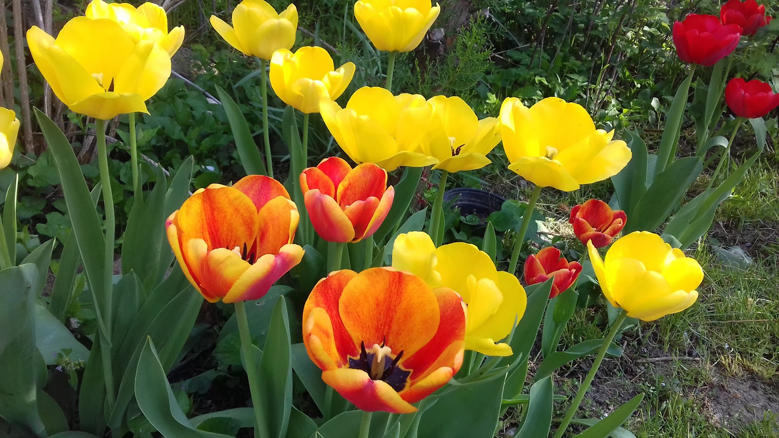 Flower in my backyard