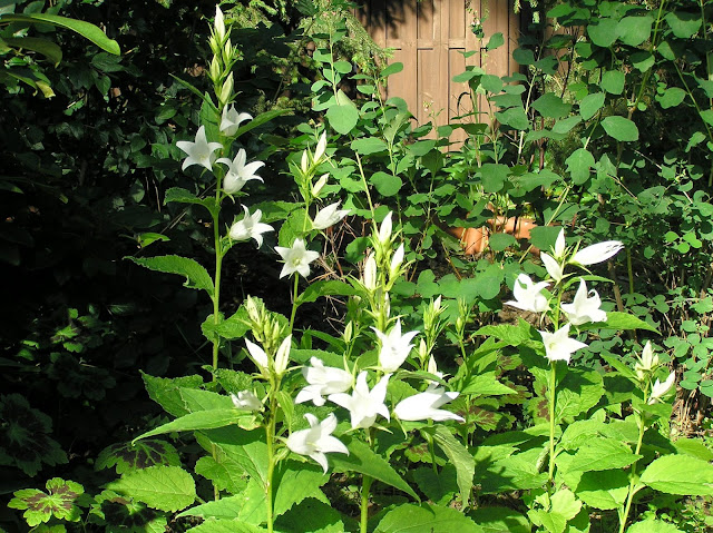 campanula latifolia alba