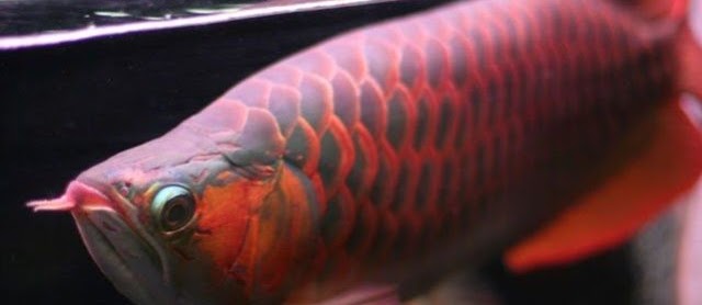 Ini Dia Cara Merawat Ikan Arwana dalam Akuarium yang Benar