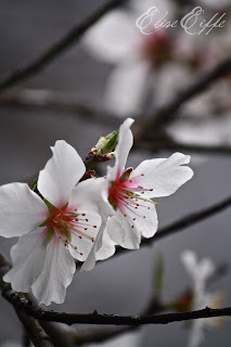 White Blossom