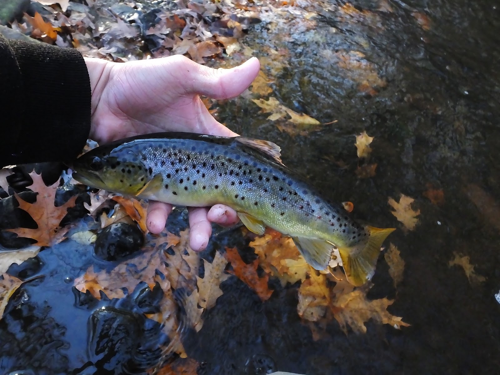 Connecticut Fly Angler Prespawn Brown Trout Bite, PTHW Style