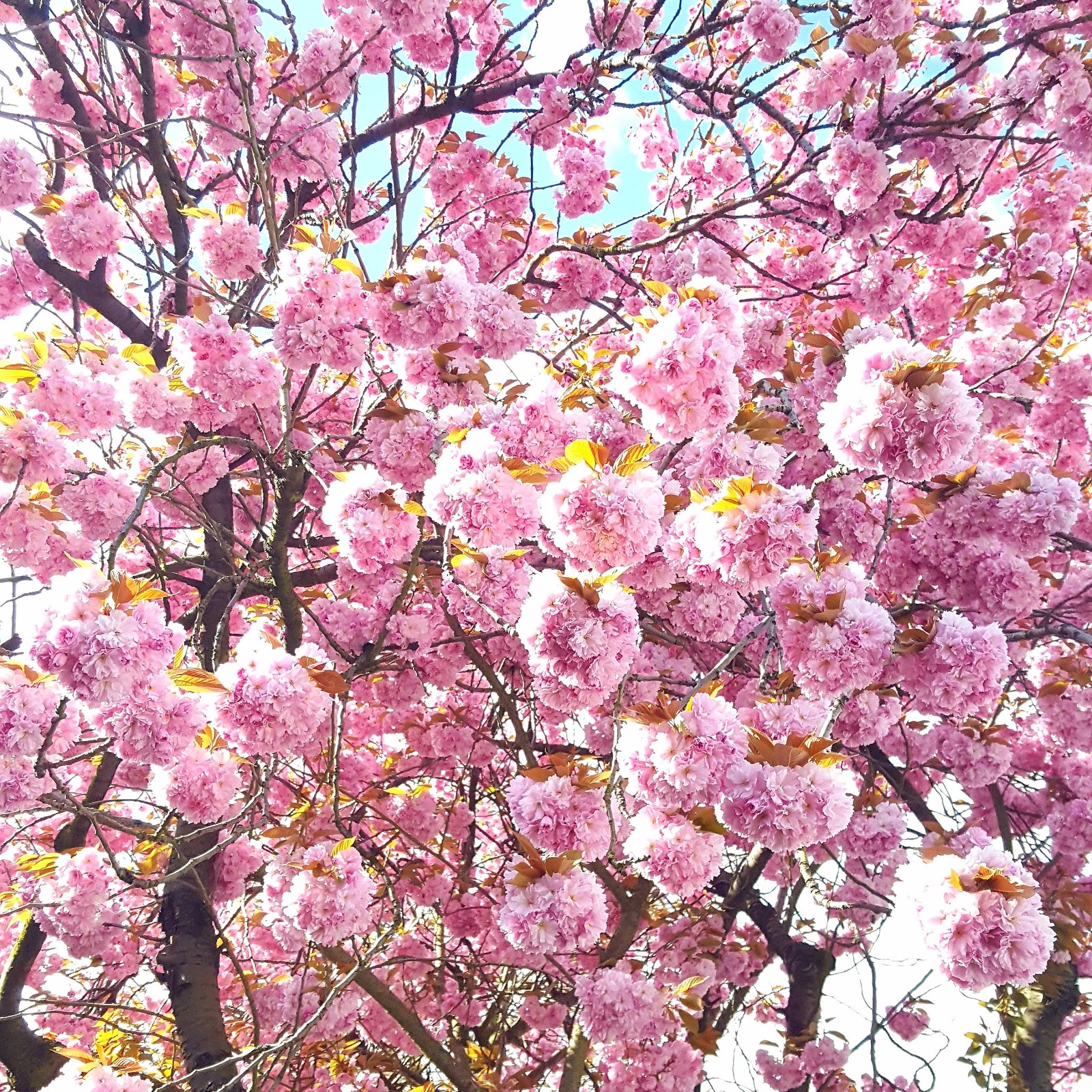 Spring In Full Bloom: The Wordless or not so Wordless Wednesday Blog Hop