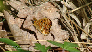 Boloria (Clossiana) euphrosyne DSC134318