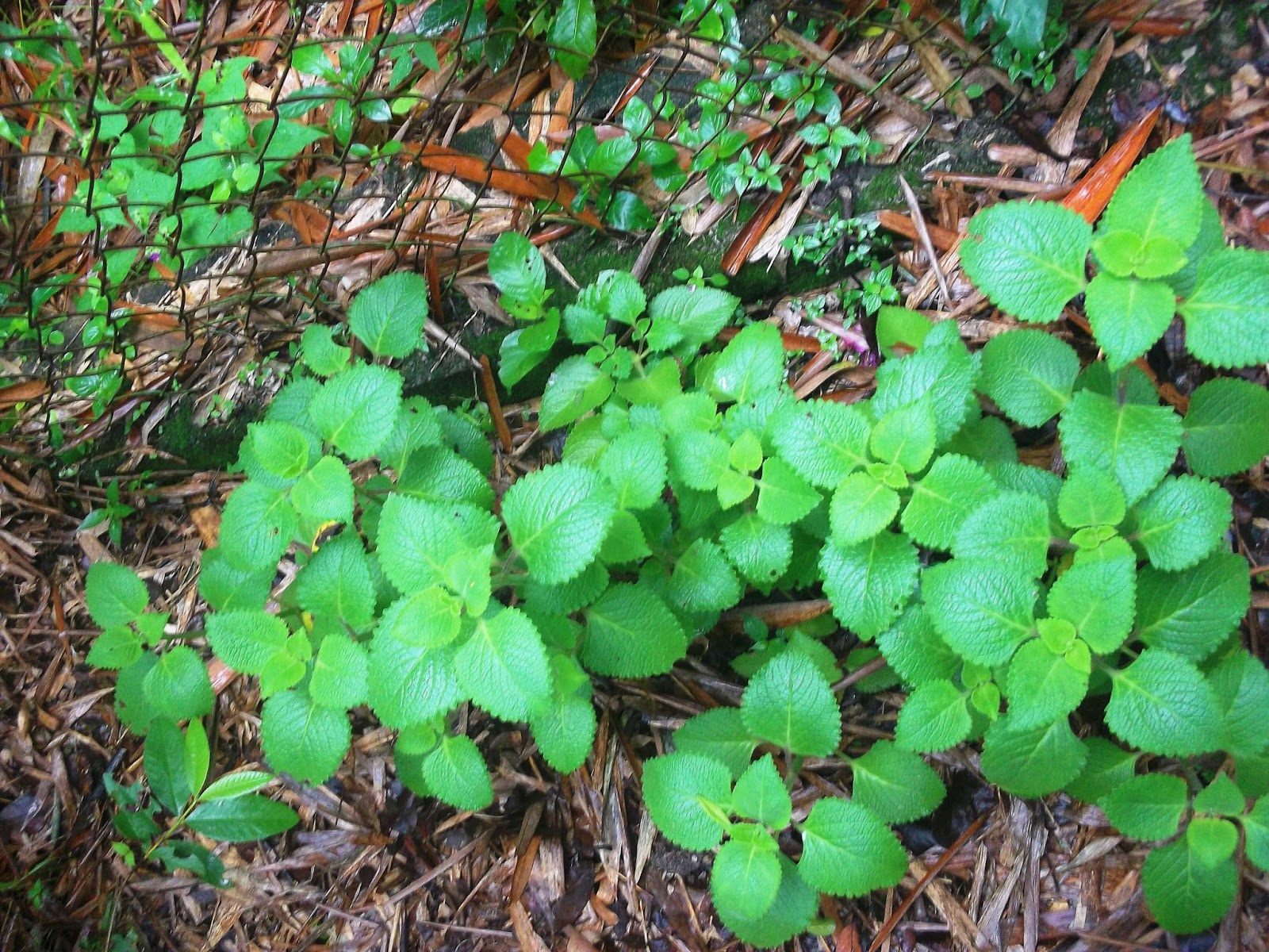 para que sirve el oregano orejon como planta medicinal