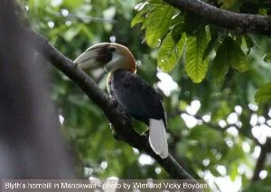 Birdwatching and wildlife tour in West Papua of Indonesia