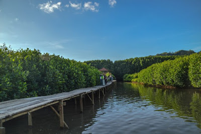 Menjelajahi Hutan Mangrove Kebumen