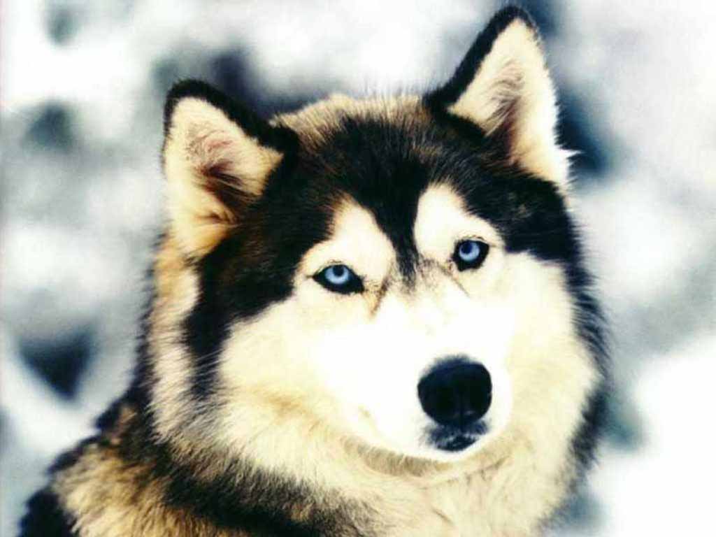 HD Wallpapers: Siberian Huskys Wallpapers