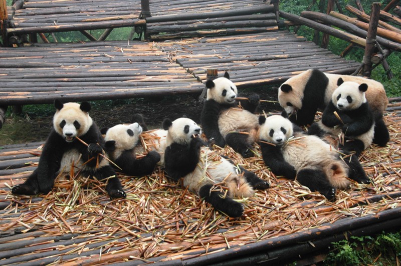 verso l'India... I soli panda rimasti