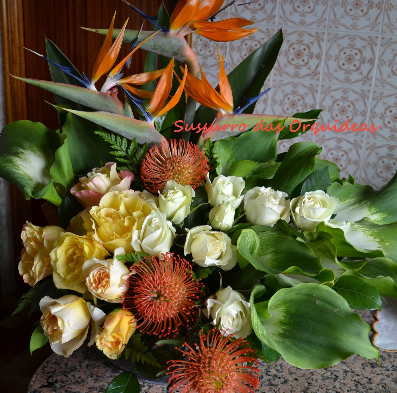 Sussurro das Orquídeas: Uma experiência com Leucospermum (Protea)