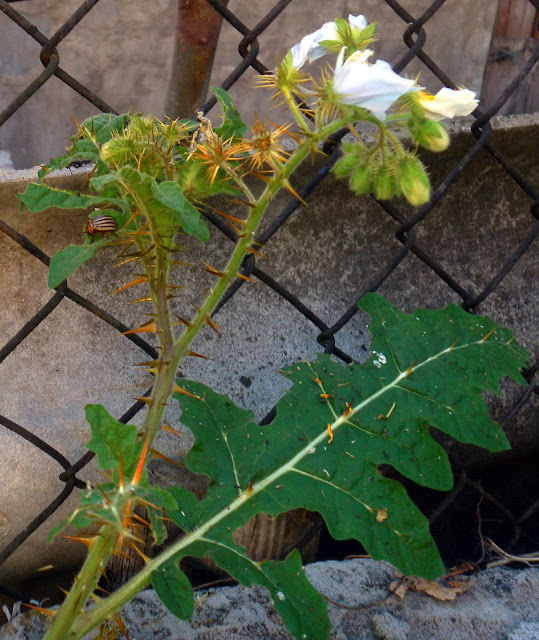 Solanum sisymbriifolium (Litchi Tomato)
