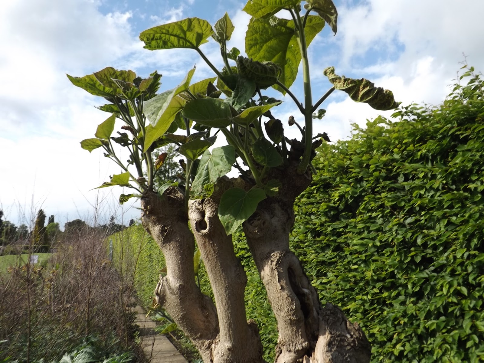 The pruning expert Pruning a Catalpa bignonioides for foliage effect