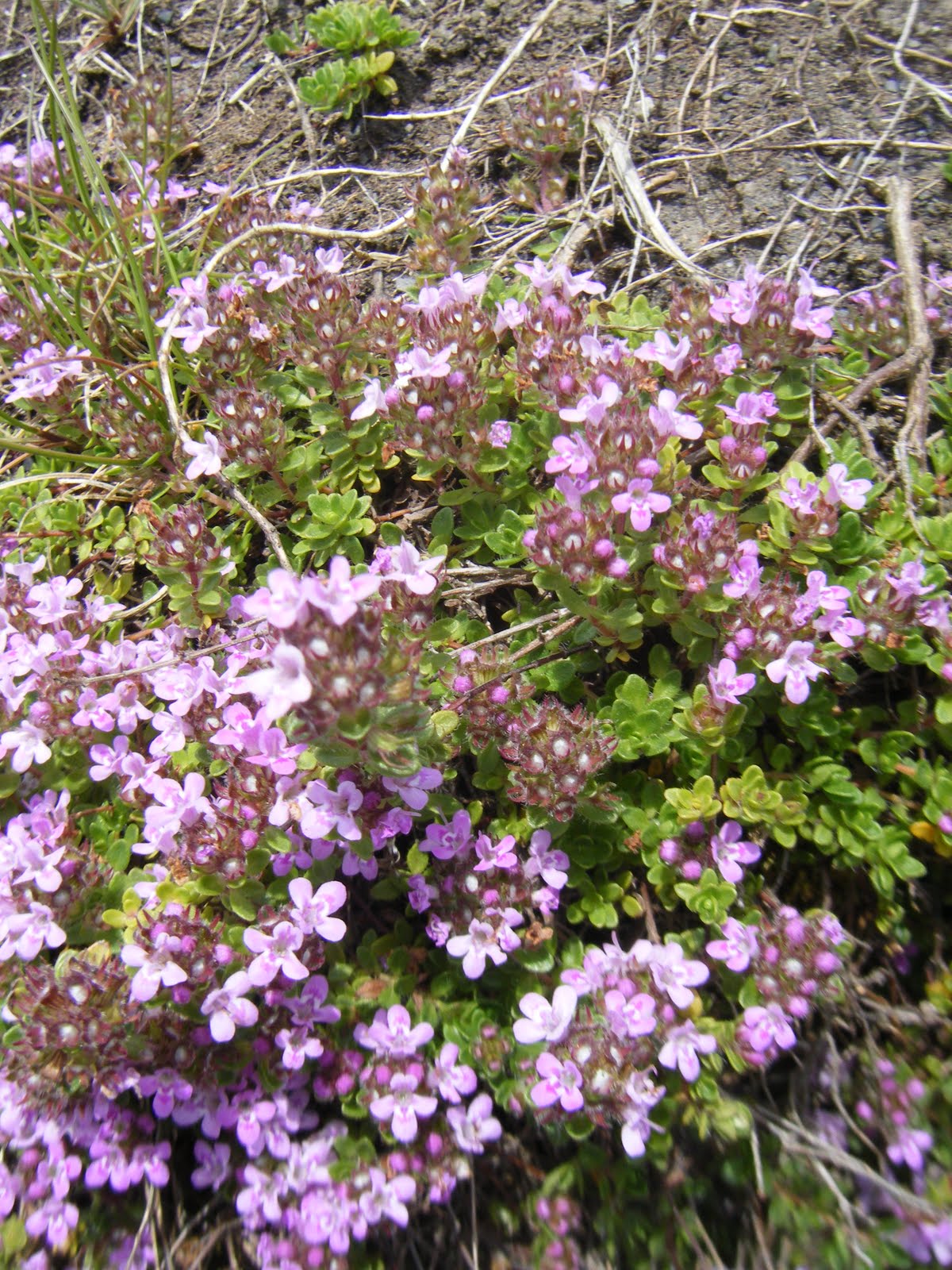 21stcenturynaturalist Diversity Within a Species Wild Thyme Polymorphisms