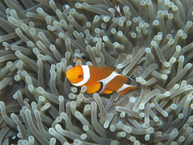 Terumbu Karang Cantik di Gili Kapal