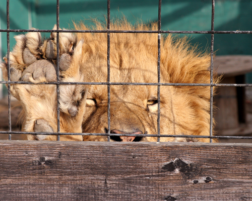 male-lion-behind-cage-at-great-cats-of-i