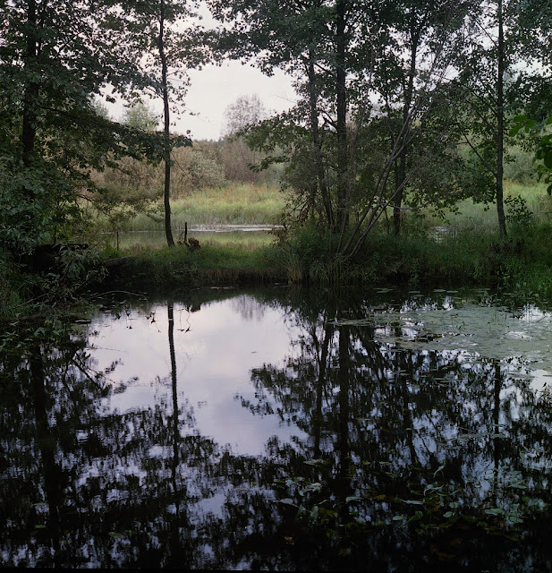 Отражение в воде. Лесной ручей