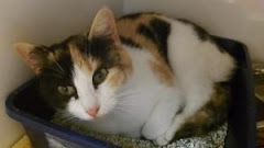 11/10/12 Mercer County Animal Shelter, Princeton West Virginia