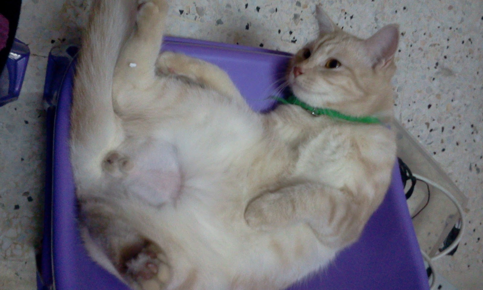 Gambar Kucing Jantan