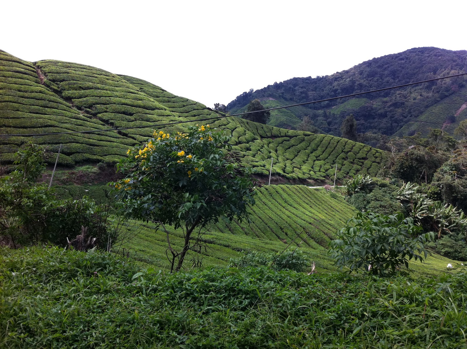 eAt fOOd dRiNk wAtEr: Ladang Teh Boh - Sungai Palas