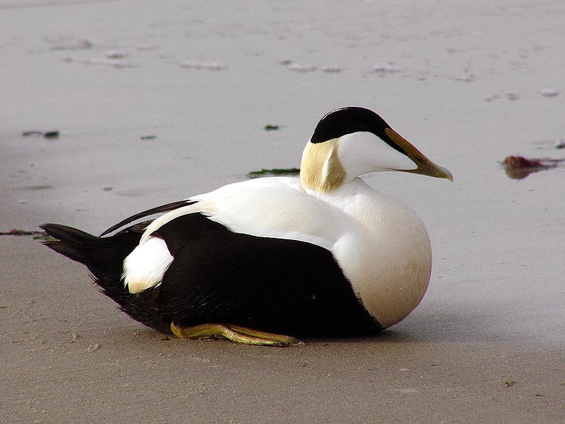 Birding For Pleasure Eider Duck