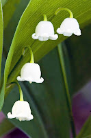 Beyaz çiçekleri yere bakan inci çiçeği