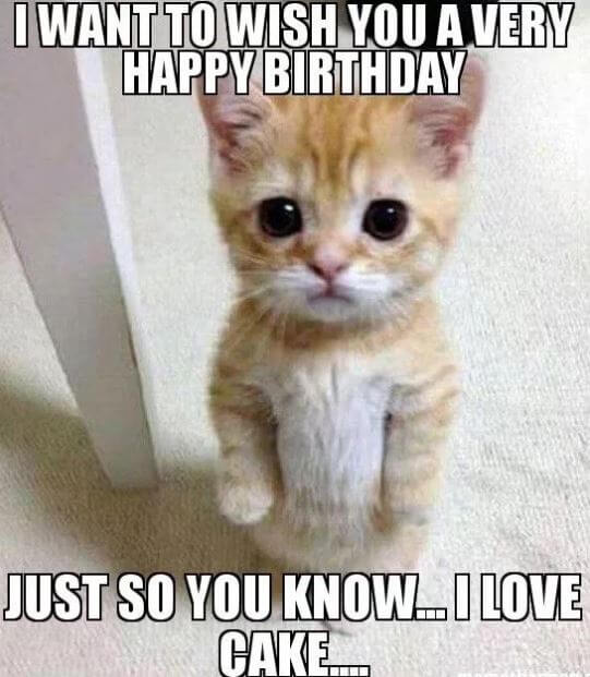 Happy Birthday Meme cat