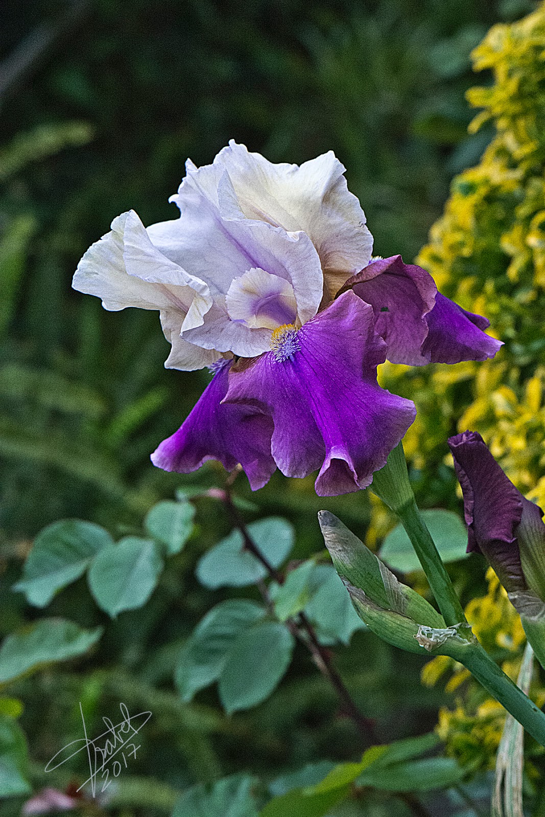Bulbi Di Iris Germanica Misti - Alta Qualità, Miscuglio Di Vari Colori Per Giardino - Foto 8