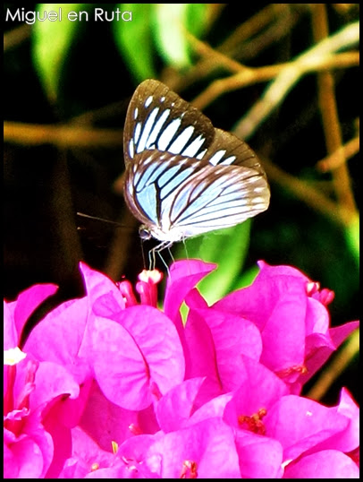 Pareronia-Valeria-mariposa-Tailandia