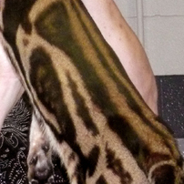 Aneka Pola Pada Kucing Bengal Blog Kucing Bengal