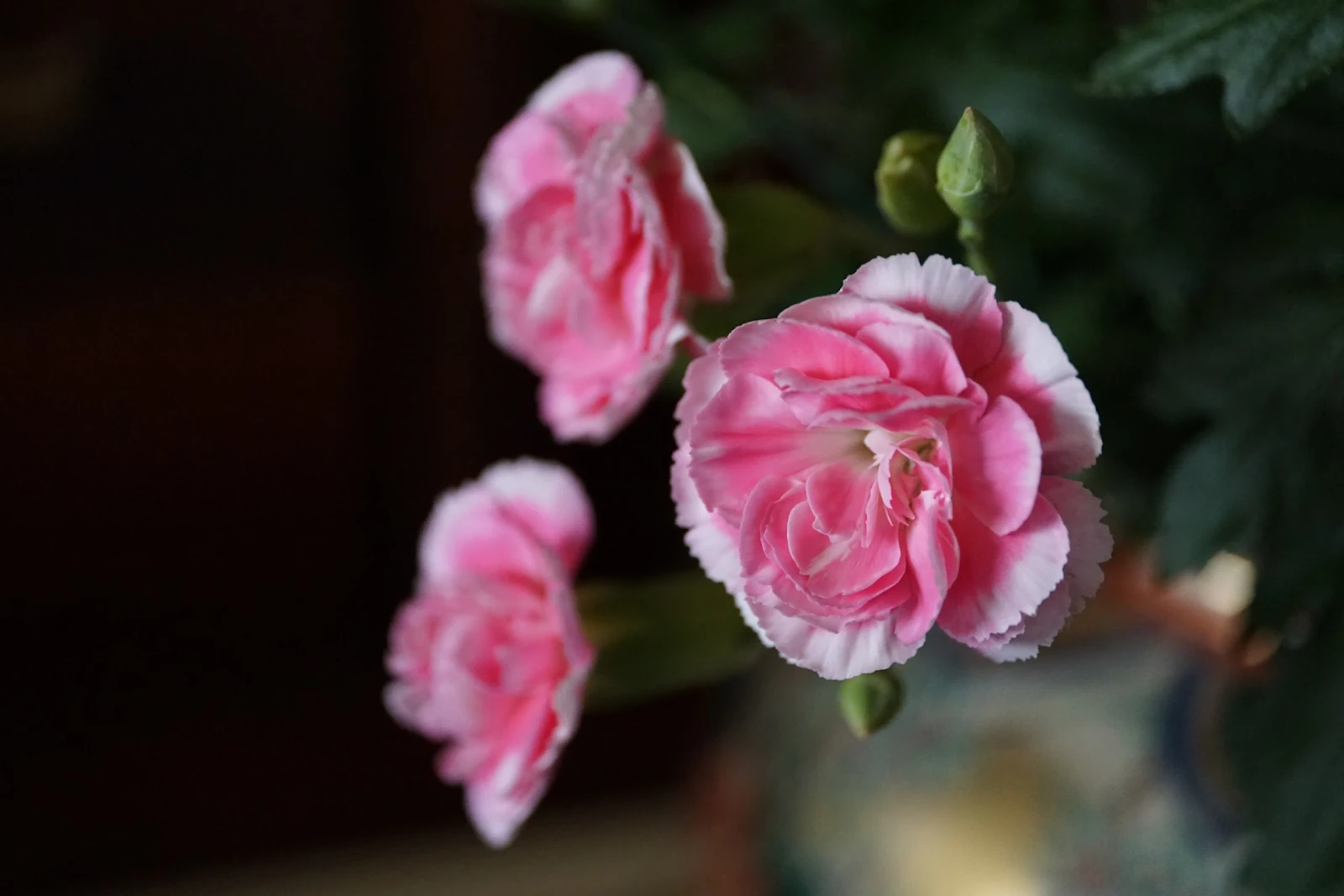 花瓶のピンクの花三輪