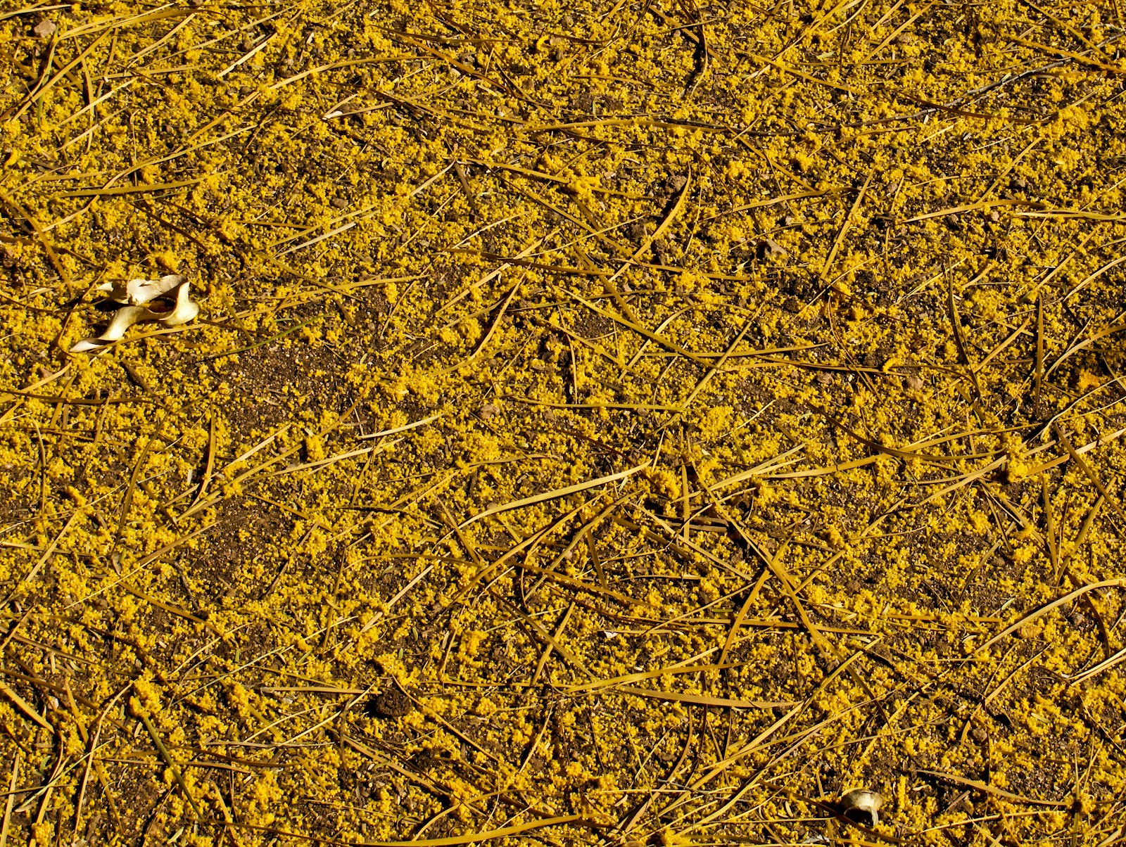 Walking Arizona Gold in the Desert