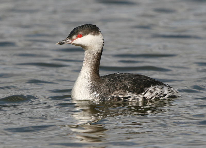 Slavonian Grebe (2013)