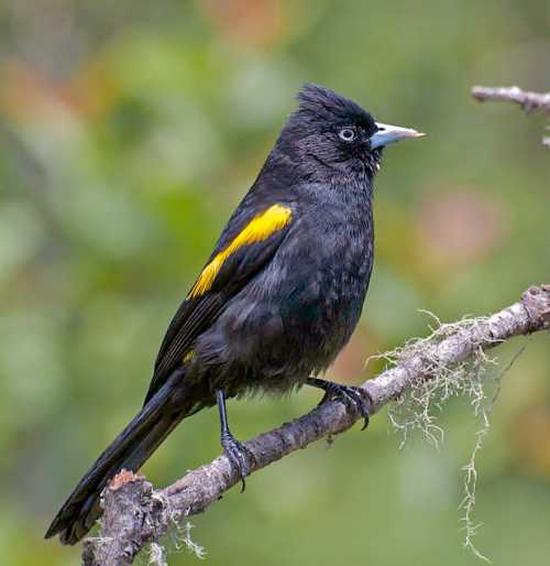 South American bird - Image of Golden-winged cacique - Cacicus chrysopterus