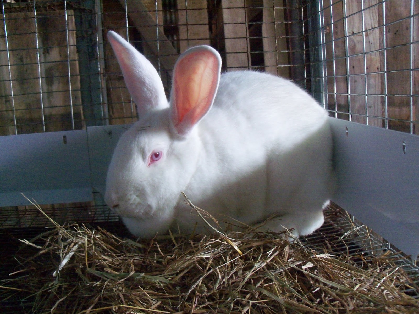 Clear Creek Rabbit Barn