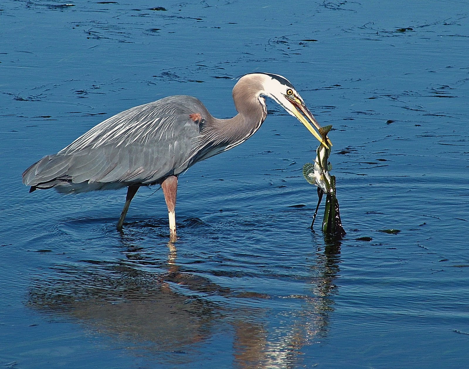 Buzz's Marine Life of Puget Sound A Few Puget Sound Birds