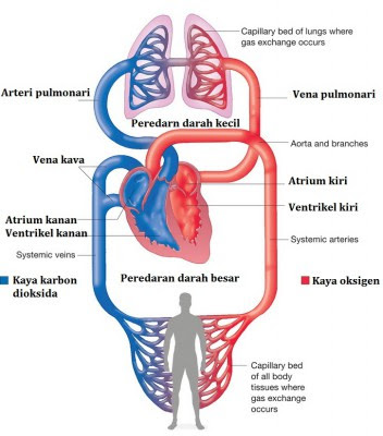 Sistem Peredaran Darah Kecil Dan Sistem Peredaran Darah Besar Biologi Edukasi Belajar Sains Biologi Sistem Peredaran Darah Kecil Dan Sistem Peredaran Darah Besar Biologi Edukasi Belajar Sains Biologi